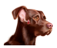 Otitis Illustration Tool